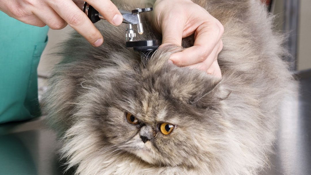 Tips to Treat Ear Infection in Cats